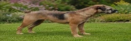 Border Terrier dogs for sale: 20 months old kc registered female border terrier - Advert 3