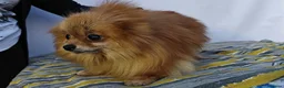 Pomeranian dogs for adoption: 🐾 JASPER – Male Miniature Pomeranian 🐾 in West Malling - Advert 3