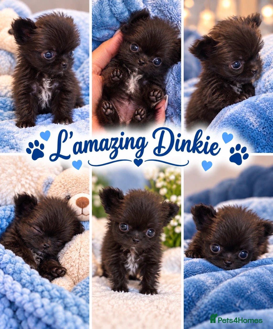 Mixed Breed dogs EXQUISITE micro Malchi pups DWKC reg 5* licensed - Advert 2