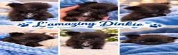 Mixed Breed dogs for sale: EXQUISITE micro Malchi pups DWKC reg 5* licensed - Advert 9