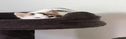 Ragcoon cats for sale: RAGCOONS ragdoll mainecoons - Advert 23