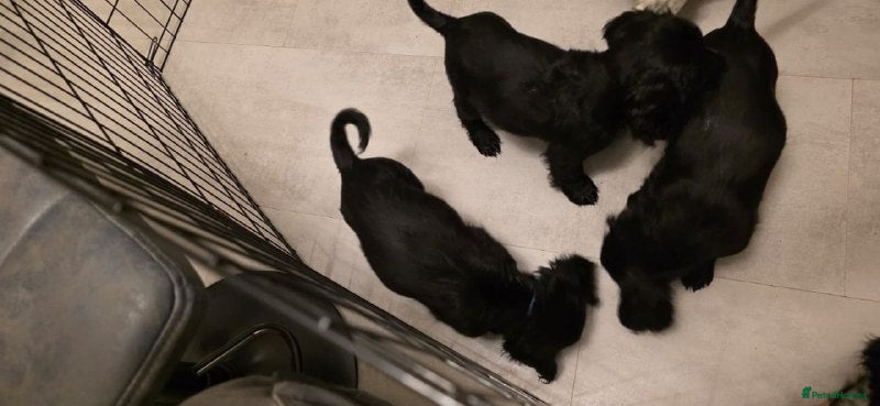 Cocker Spaniel dogs COCKER SPANIEL PUPPIES FOR SALE - Advert 8