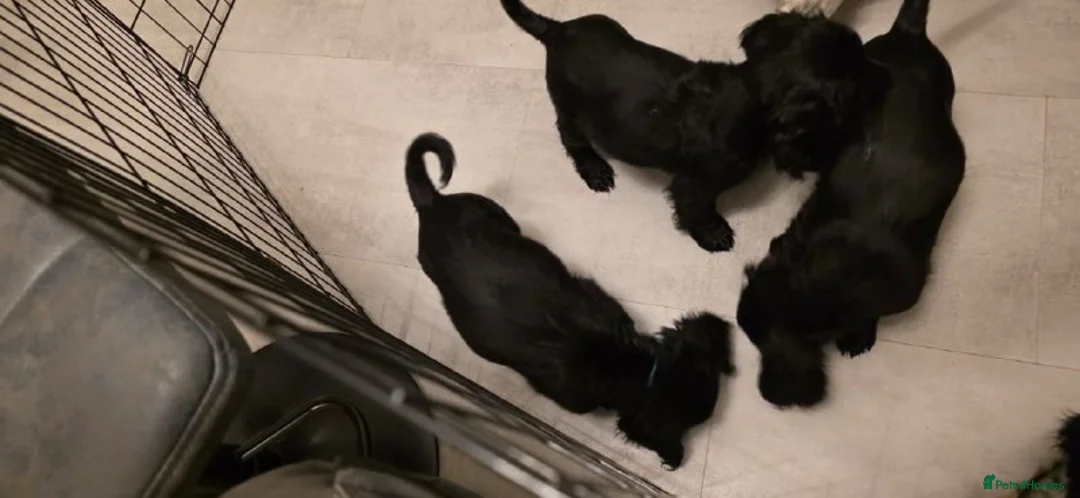 Cocker Spaniel dogs for sale: COCKER SPANIEL PUPPIES FOR SALE - Advert 2