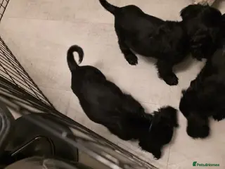 Cocker Spaniel dogs COCKER SPANIEL PUPPIES FOR SALE - Advert 8