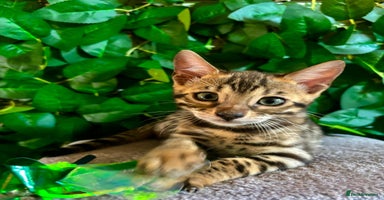 Bengal cats - Advert 2