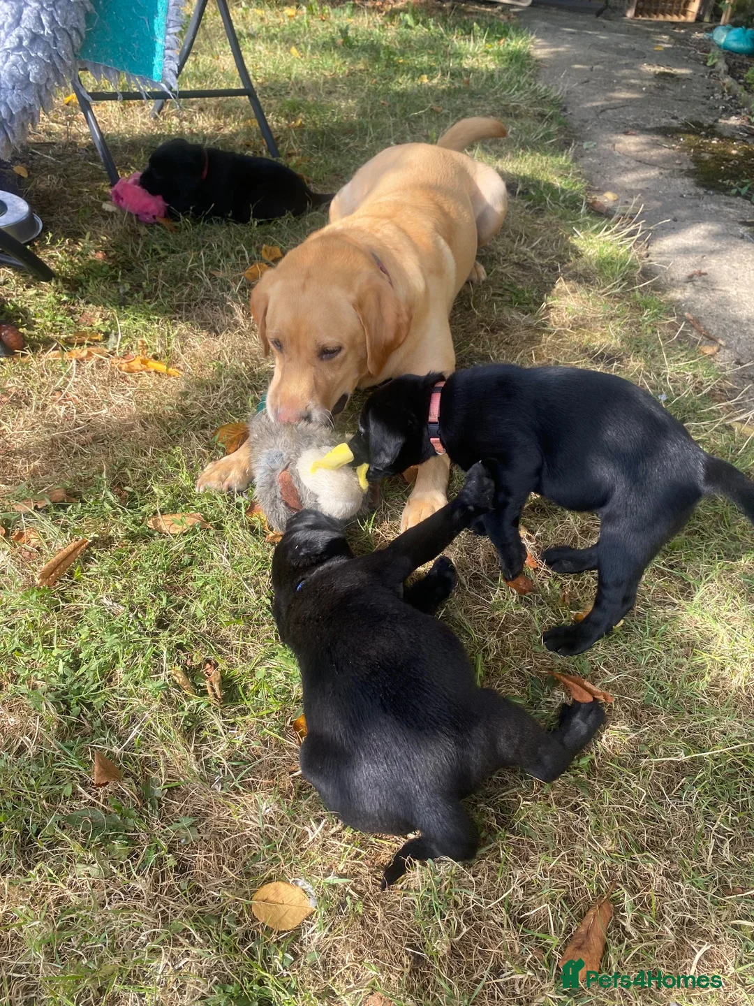 Labrador Retriever dogs for sale: Gorgeous Labrador puppies  in Tetbury - Advert 18