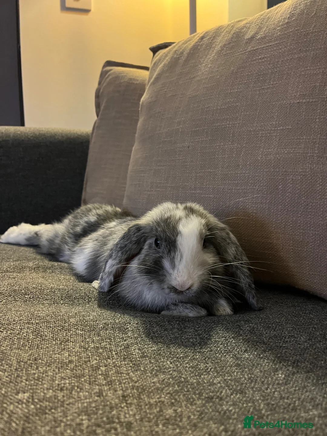 Dwarf Lop rabbits for sale: 10 month dwarf lop - Advert 2