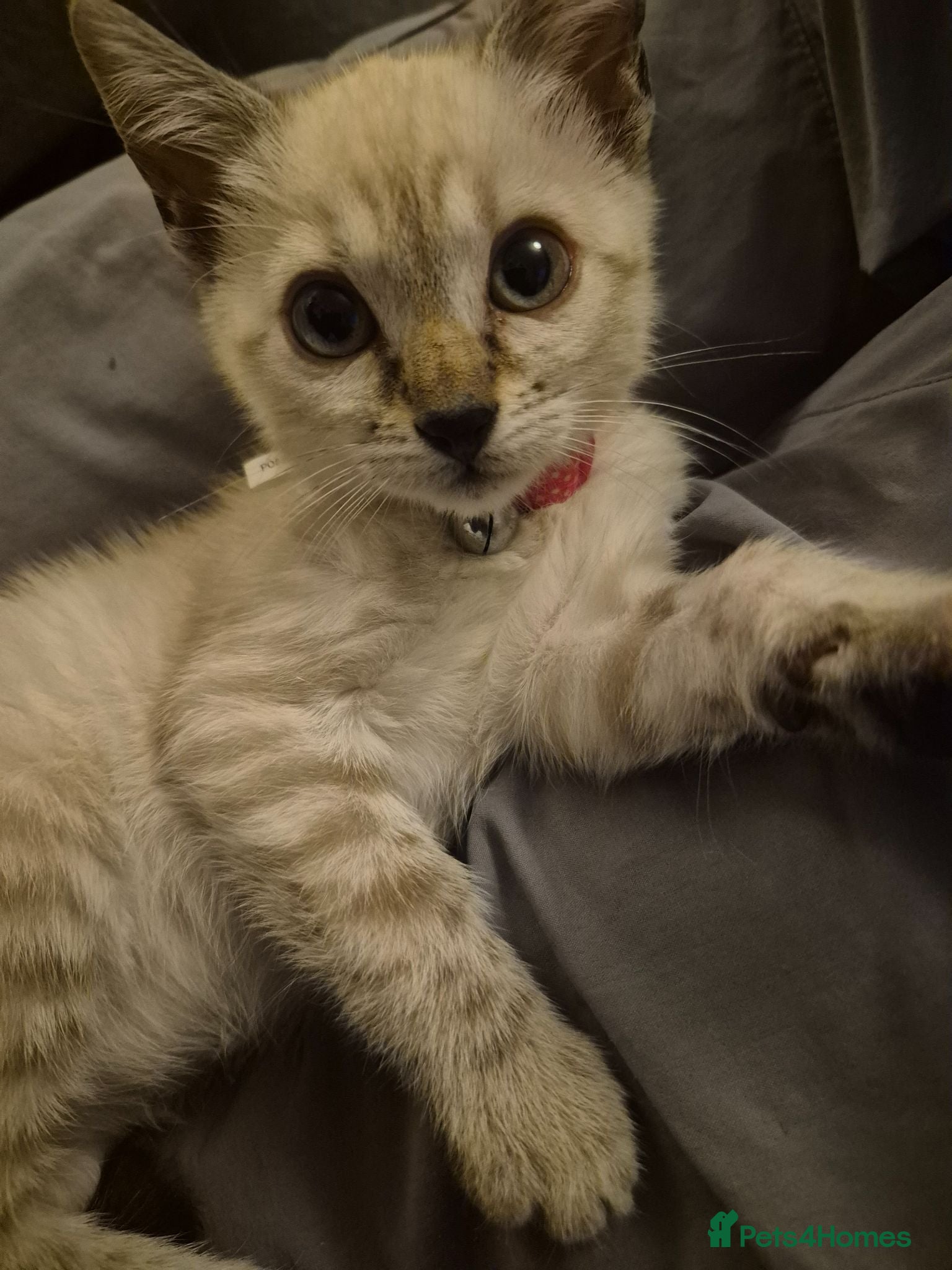 Mixed Breed cats Beautiful Blue Eyed Bengal kittens  - Advert 17
