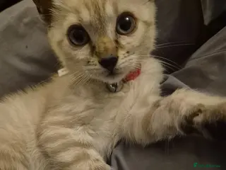 Mixed Breed cats Beautiful Blue Eyed Bengal kittens - Advert 17