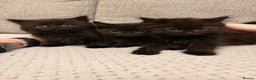 Mixed Breed cats for sale: Adorable Black Kittens - Advert 1