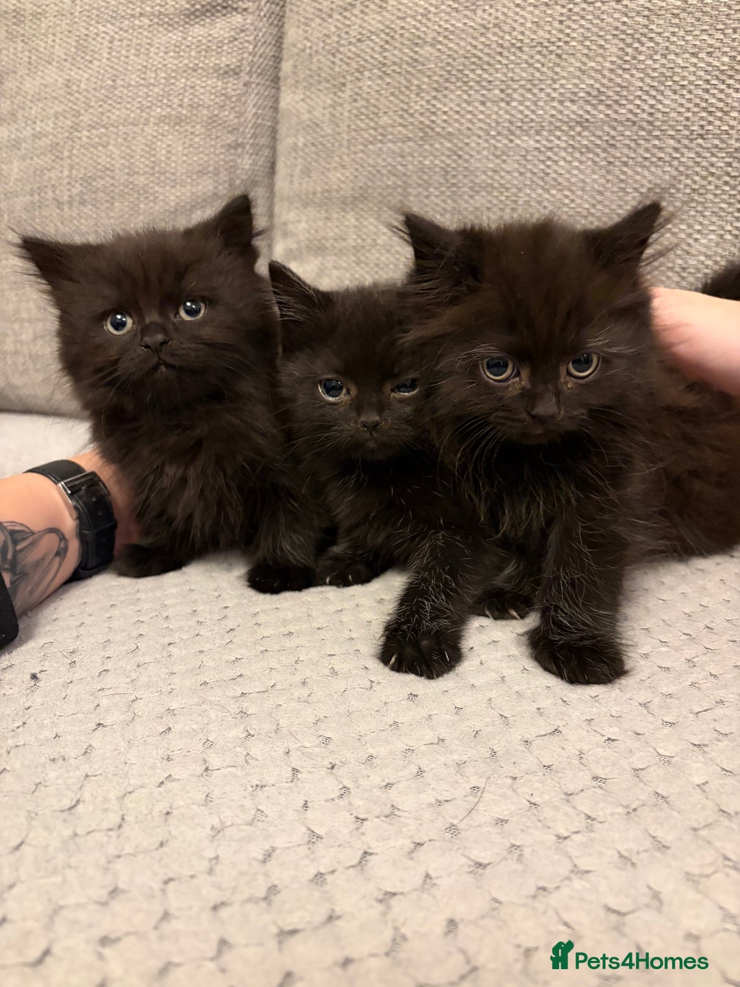 Mixed Breed cats for sale: Adorable Black Kittens - Advert 1