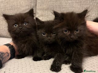 Mixed Breed cats Adorable Black Kittens - Advert 1