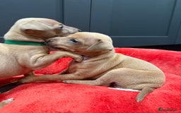 Italian Greyhound dogs for sale: Italian Greyhound Puppies  - Image 11