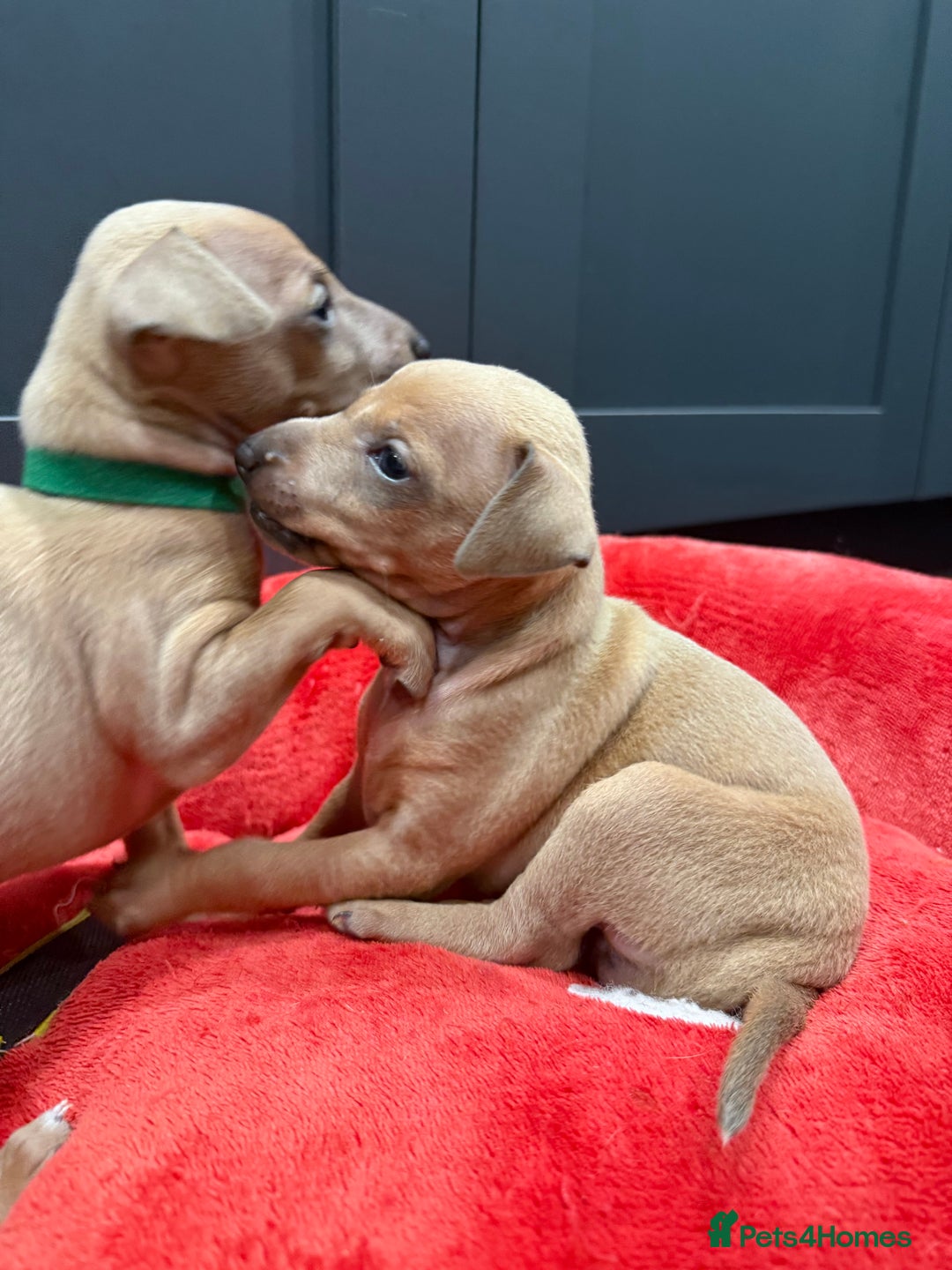 Italian Greyhound dogs for sale: Italian Greyhound Puppies  - Image 11