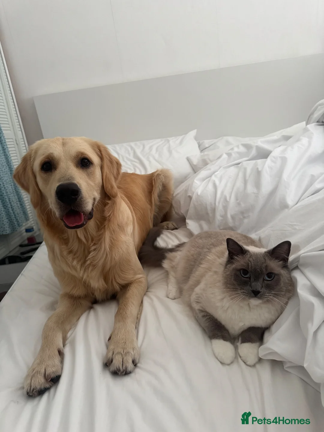 Golden Retriever dogs for stud: STUD AVAILABLE - BRUCIE  in High Wycombe - Advert 2