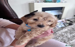 Mixed Breed dogs for sale: Beautiful Sproodle puppies stunning  - Image 13