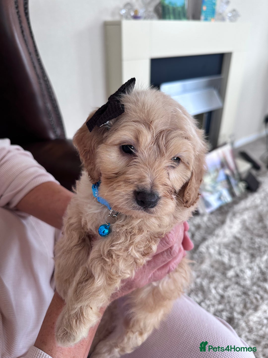 Mixed Breed dogs for sale: Beautiful Sproodle puppies stunning  - Image 13