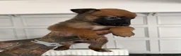 Belgian Shepherd Dog dogs for sale: Alert Eyes, Brave Spirits & Unshakable Loyalty in Glasgow - Advert 16