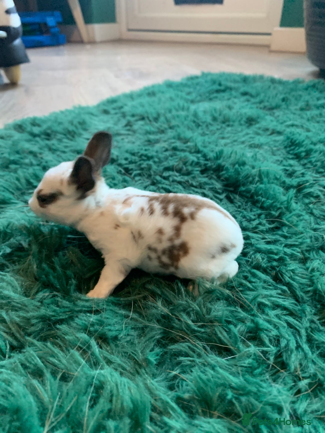 Rex rabbits for sale: Pure bred mini Rex  - Image 11