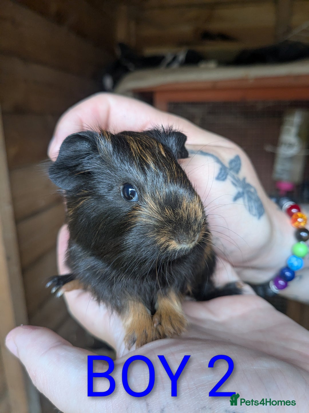 Guinea Pig rodents for sale: Little boy piggies - Image 4
