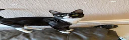 Mixed Breed cats for sale: Girl cat in Erith - Advert 1