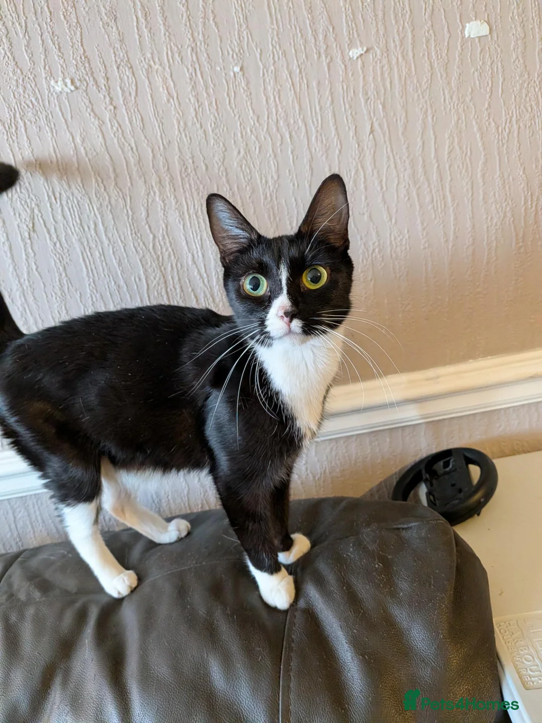 Mixed Breed cats for sale: Girl cat in Erith - Advert 1