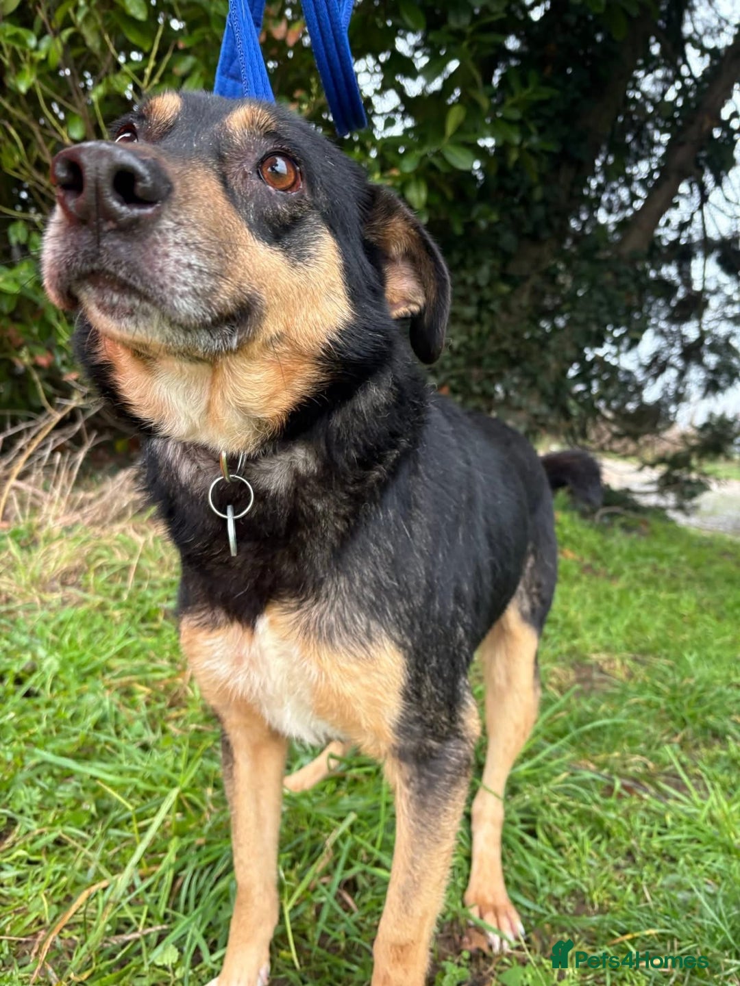 Mixed Breed dogs for adoption: Batman - Norwich Norfolk  - Advert 15
