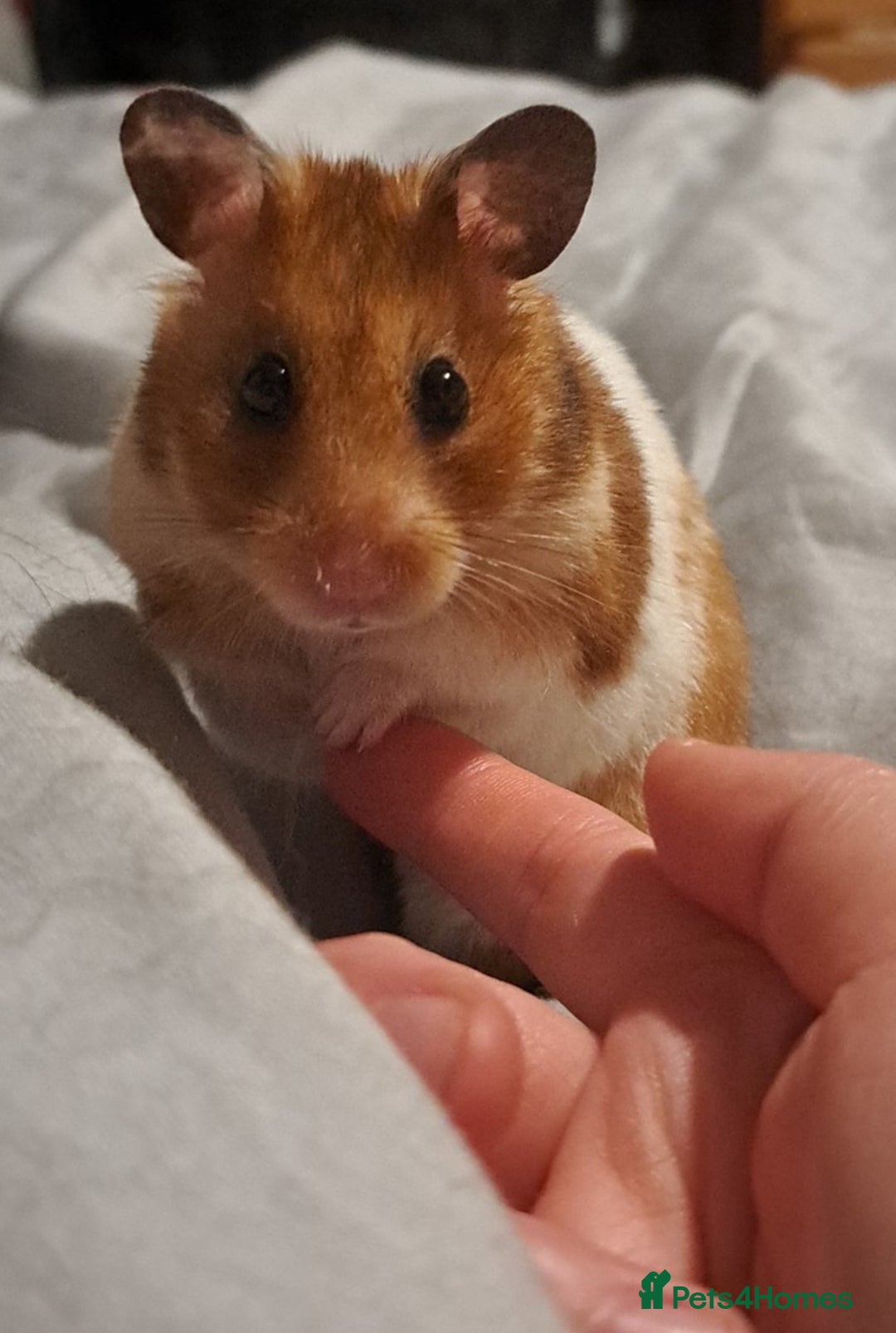 Gallery Image {{count}}