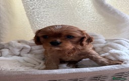 Cavalier King Charles Spaniel dogs for sale: TWO CAVALIER KING CHARLES BOYS AVAILABLE NOW - Image 17