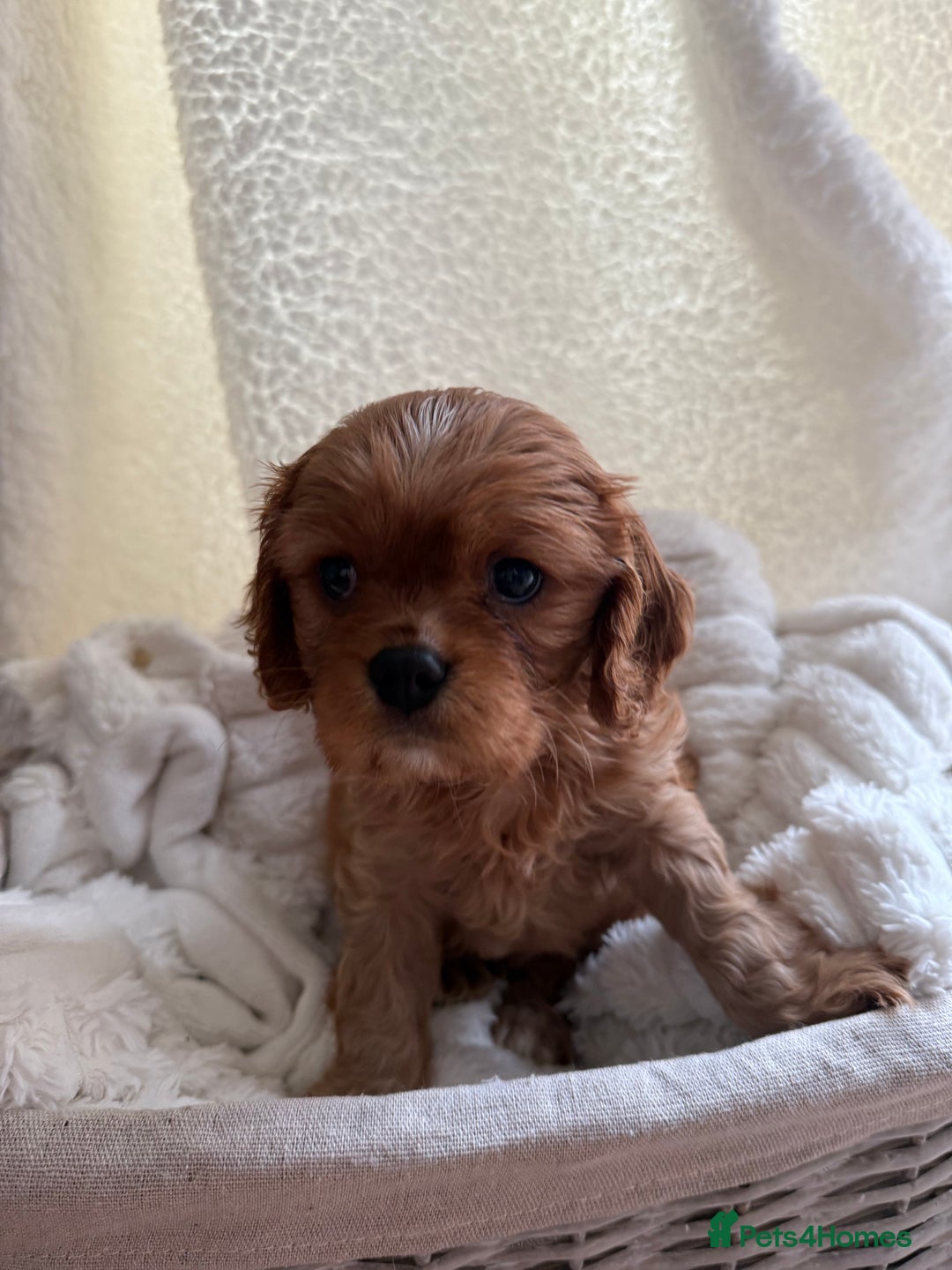 Cavalier King Charles Spaniel dogs for sale: TWO CAVALIER KING CHARLES BOYS AVAILABLE NOW - Image 17