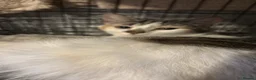 Mixed Breed cats for sale: Rescue cats and kittens 🧡 - Advert 6
