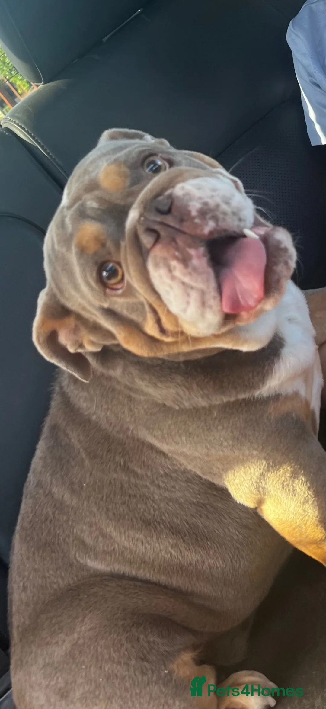 English Bulldog dogs for sale: Female English bulldog  - Advert 1