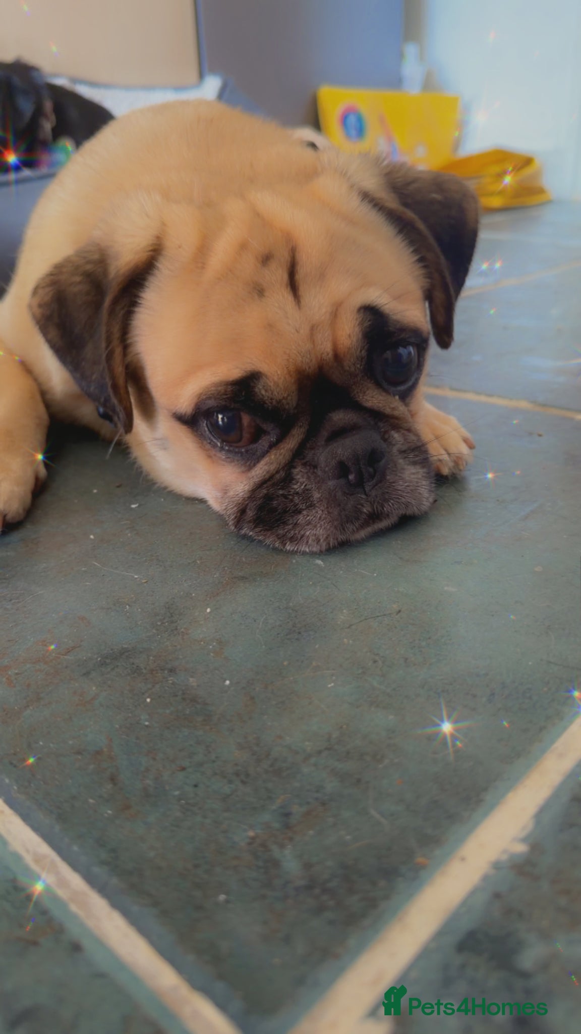 Pug dogs Male pug - Advert 10