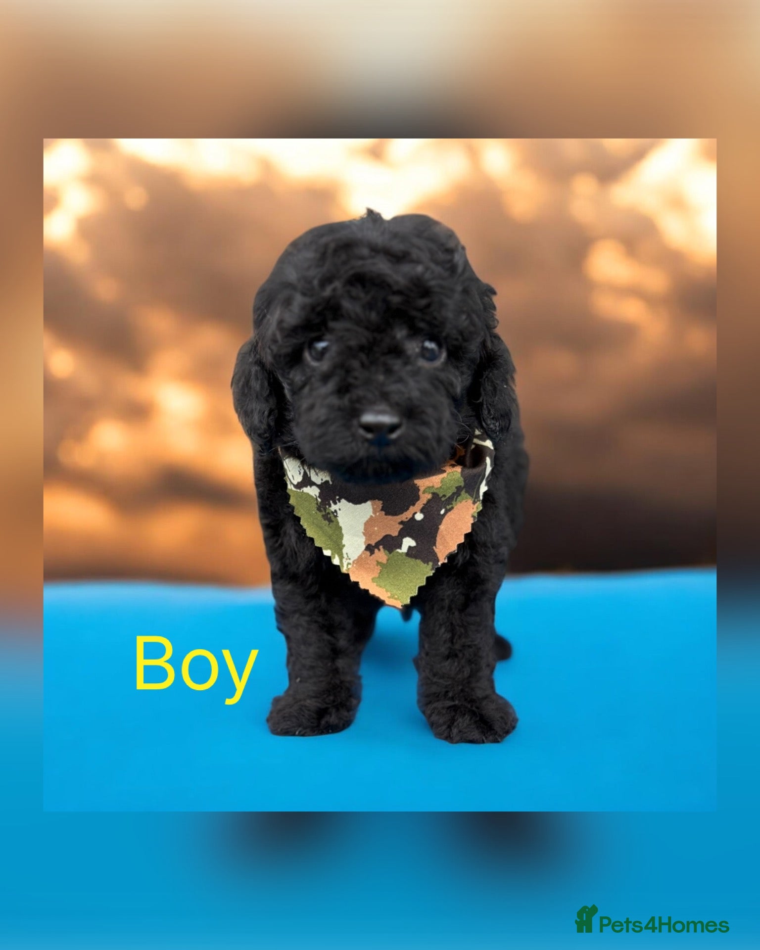 Cockapoo dogs Beautiful mid sized F1b Cockapoos - Advert 17