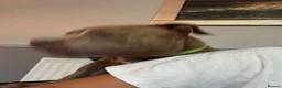 American Bully dogs for sale: American bully puppies  - Advert 6