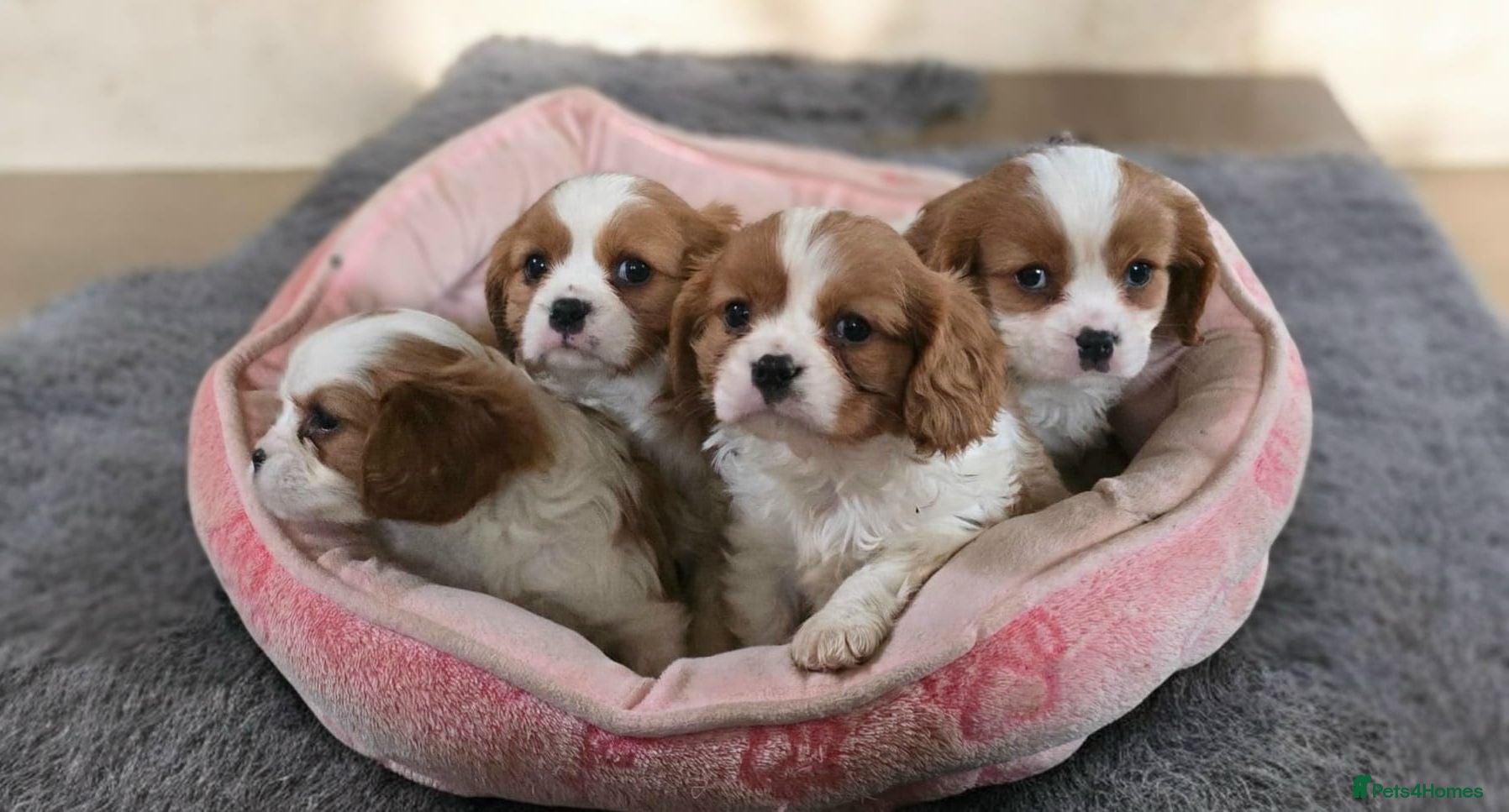 Cavalier King Charles Spaniel dogs Cavalier King Charles puppies  in Banbridge - Advert 13