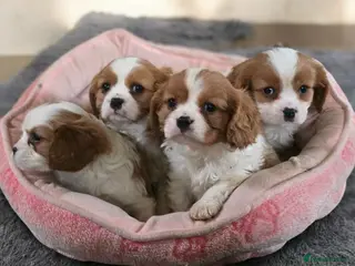 Cavalier King Charles Spaniel dogs Cavalier King Charles puppies in Banbridge - Advert 2