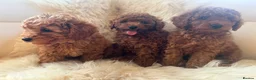 Toy Poodle dogs for sale: Kc registered toy poodle  in Faversham - Advert 6