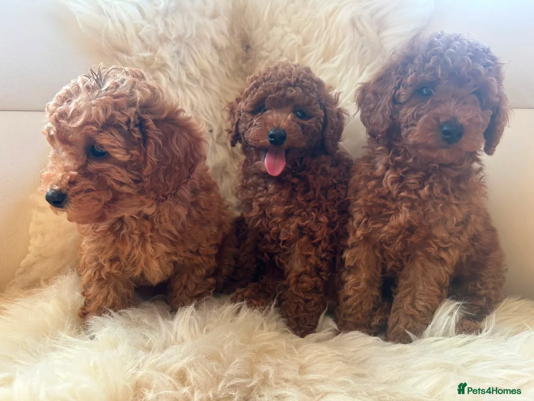 Toy Poodle dogs for sale: Kc registered toy poodle  in Faversham - Advert 6
