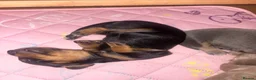 Miniature Dachshund dogs for sale: Beautiful Miniature Dachshund Puppies 🐾❤️ - Advert 32