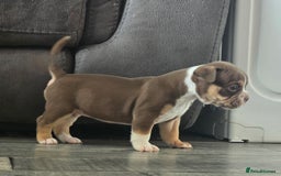 Olde English Bulldogge dogs for sale: Old English bulldog puppies  - Image 5