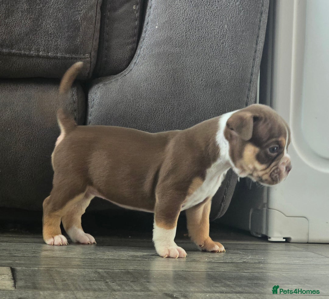 Olde English Bulldogge dogs for sale: Old English bulldog puppies  - Image 5