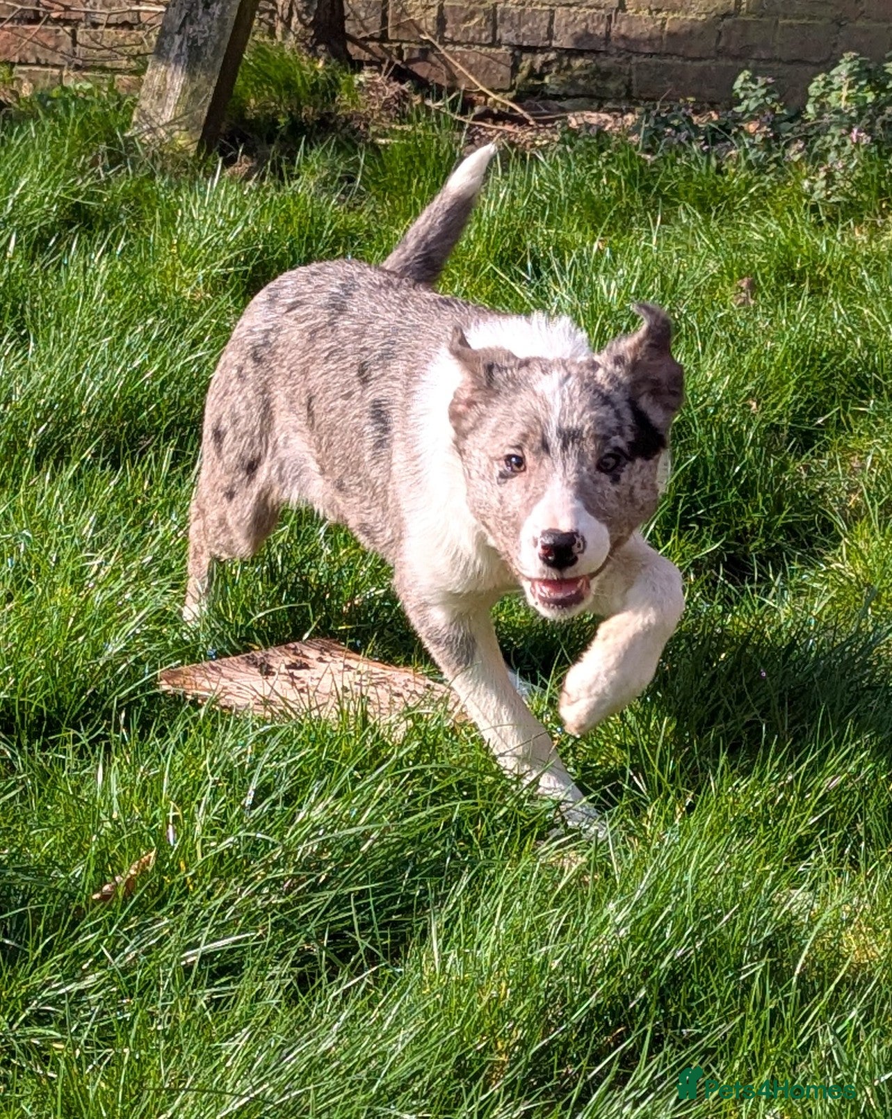 Border Collie dogs Border Collie Puppies for Sale - Advert 2