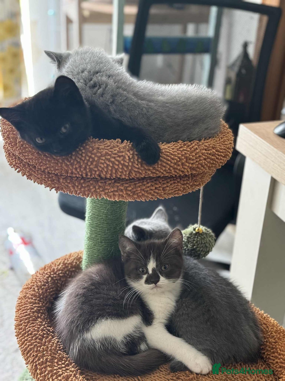 British Shorthair cats for sale: GCCF Registered British Shorthair Kittens  - Image 17
