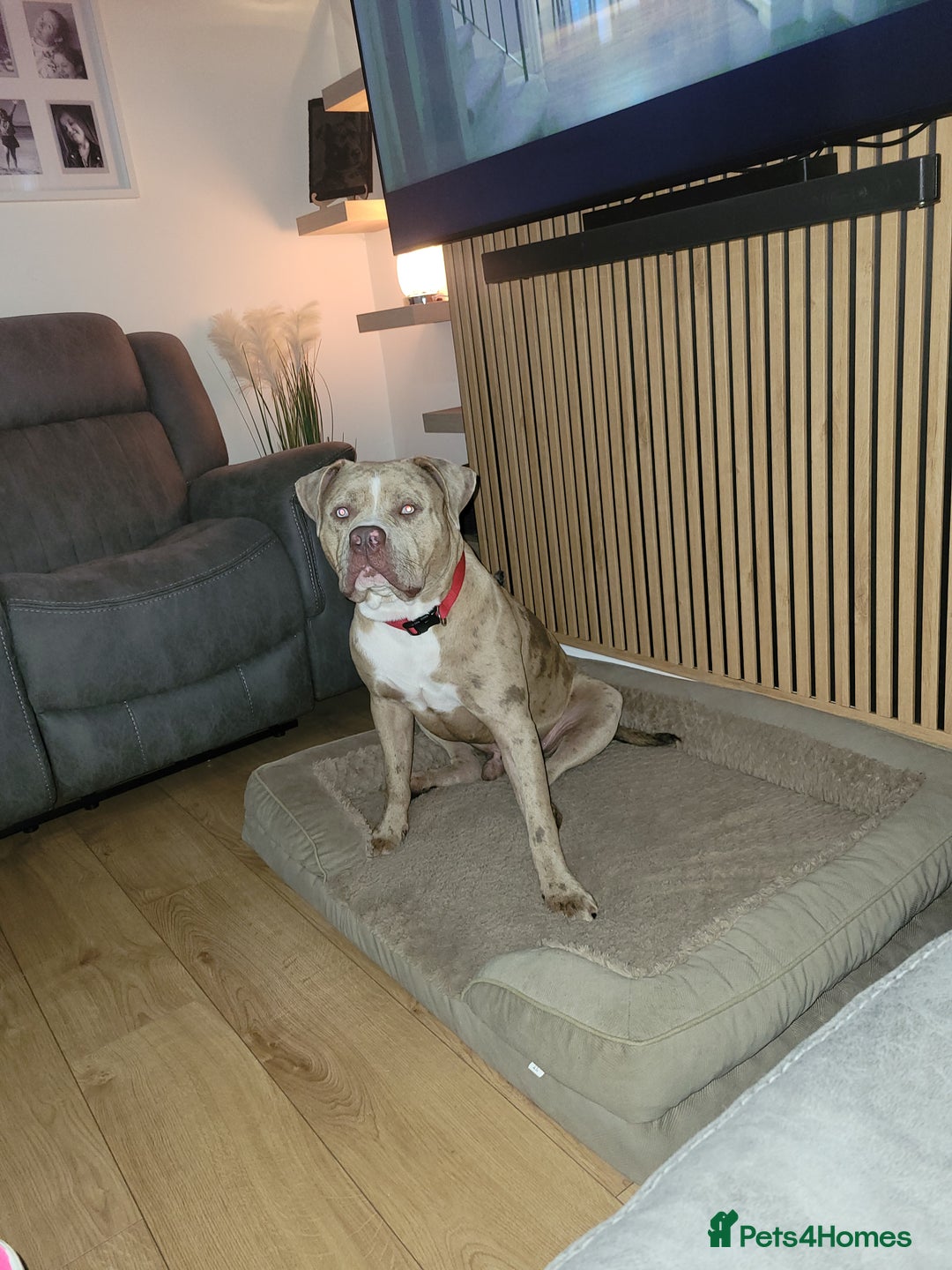 Mixed Breed dogs for sale: Looking for a new home - Image 5