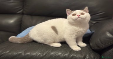 British Shorthair cats - Advert 18