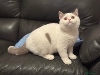 British Shorthair cats - Advert 7