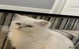 Persian cats for sale: **Last 2** Stunning litter of Persian/Ragdolls - Image 12
