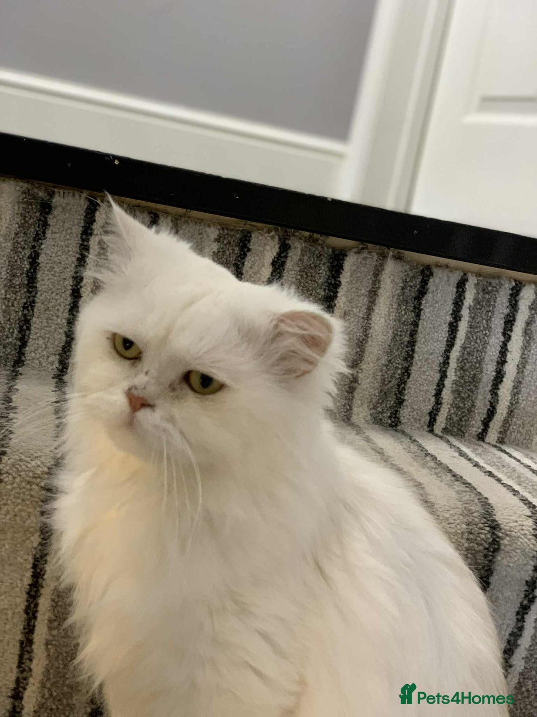 Persian cats for sale: **Last 2** Stunning litter of Persian/Ragdolls - Image 12