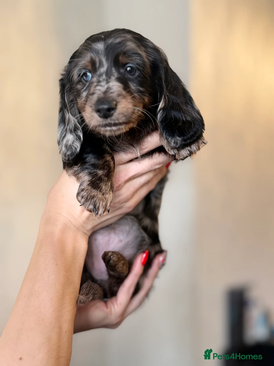 Miniature Dachshund dogs for sale: Mini long hair dachshunds  - Advert 9